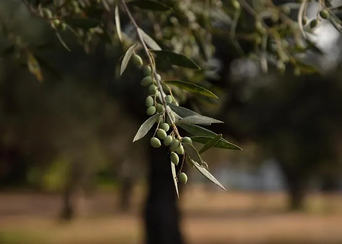 Pasithea فندق مبيت وإفطار